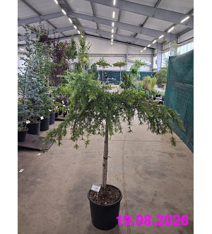 Cedrus deodara 'Feelin' Blue' C 18 L